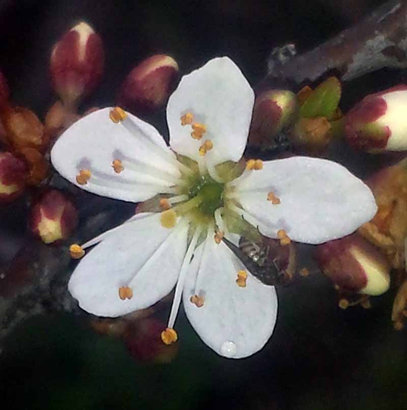 Prunus spinosa #49165
