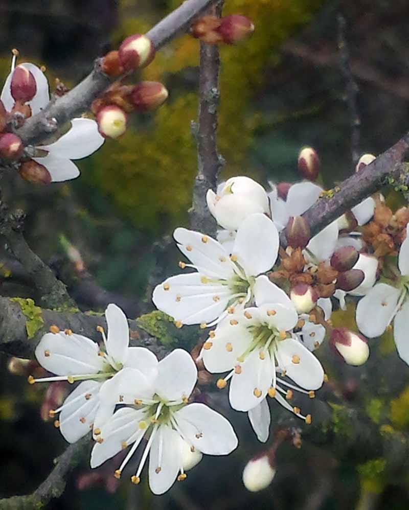 Prunus spinosa #49164