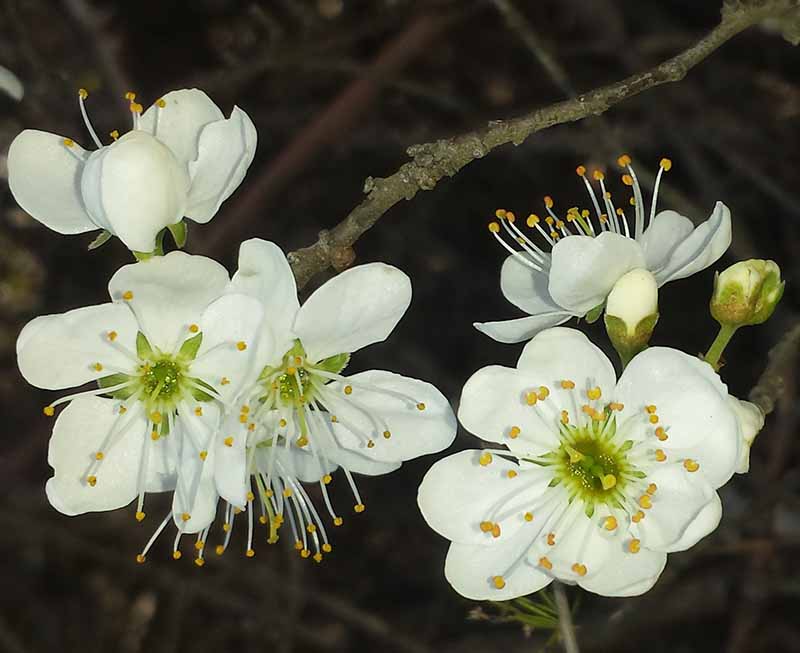 Prunus spinosa #49163
