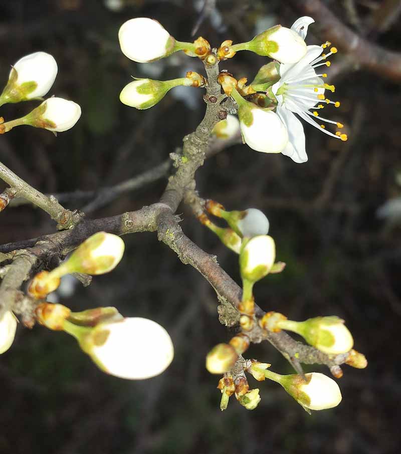 Prunus spinosa #49162