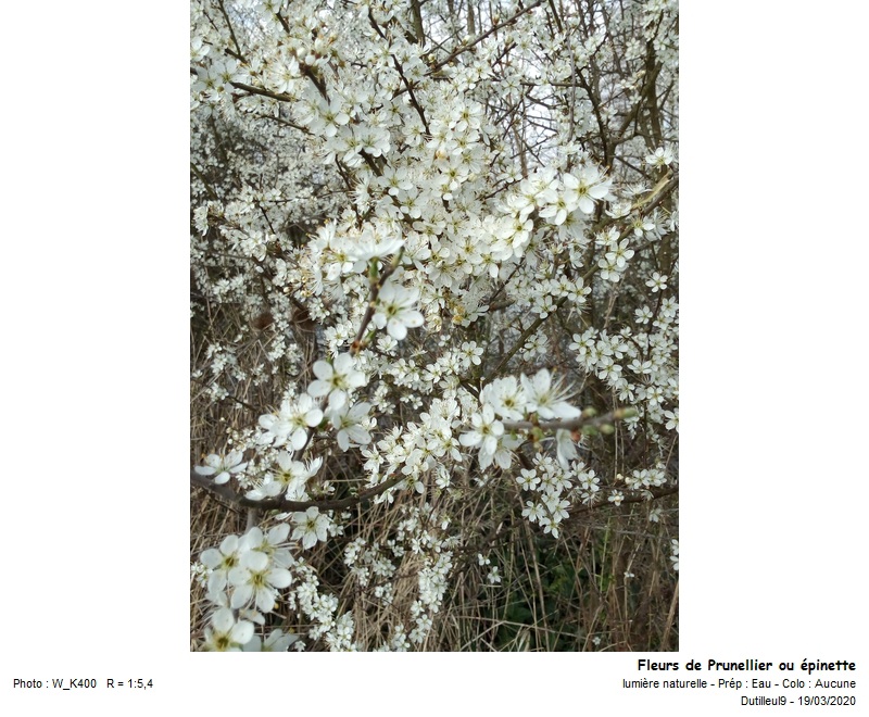 Prunus spinosa - Prunellier sauvage #62530