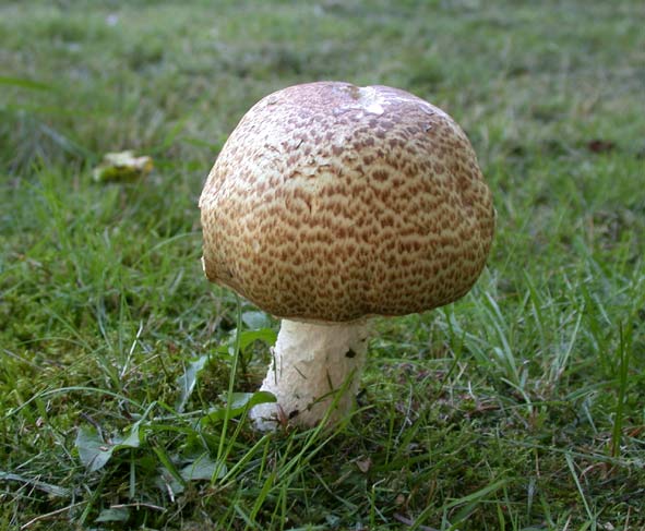 Psalliota augusta #4894