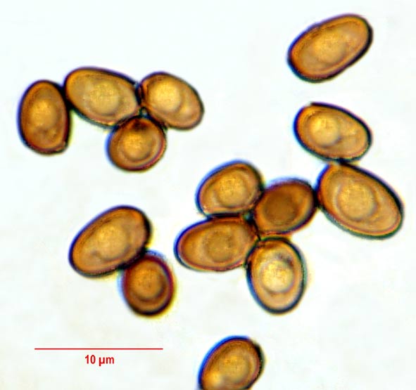 Psalliota augusta #4896