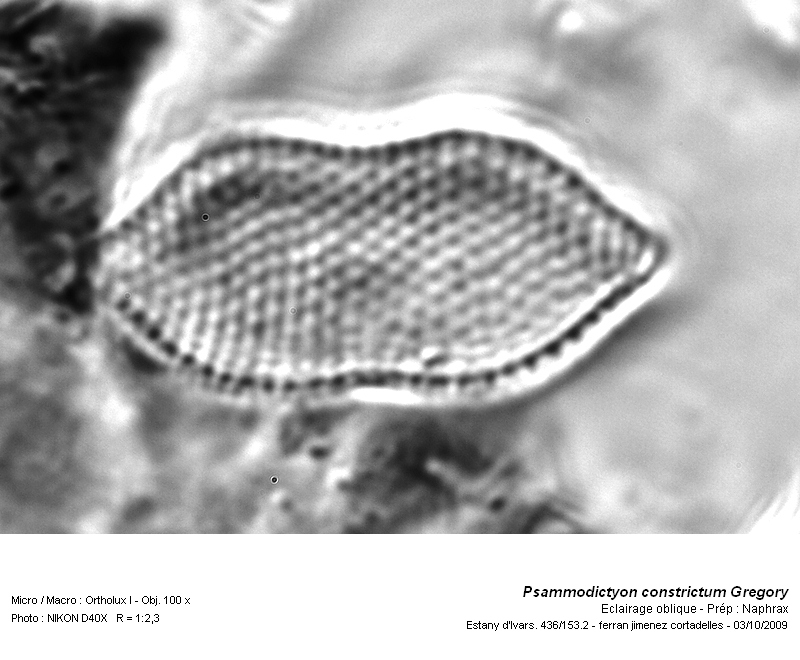 Psammodictyon constrictum (Gregory) D.G Mann in Round et al #14214