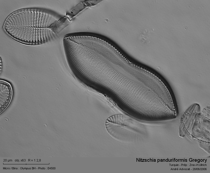 Psammodictyon panduriformis (Greg.)D.G.Mann #14216