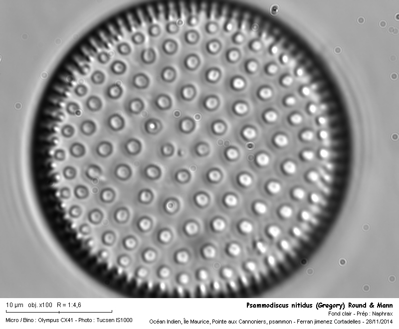 Psammodiscus nitidus (Gregory) Round & Mann (1980) #45273