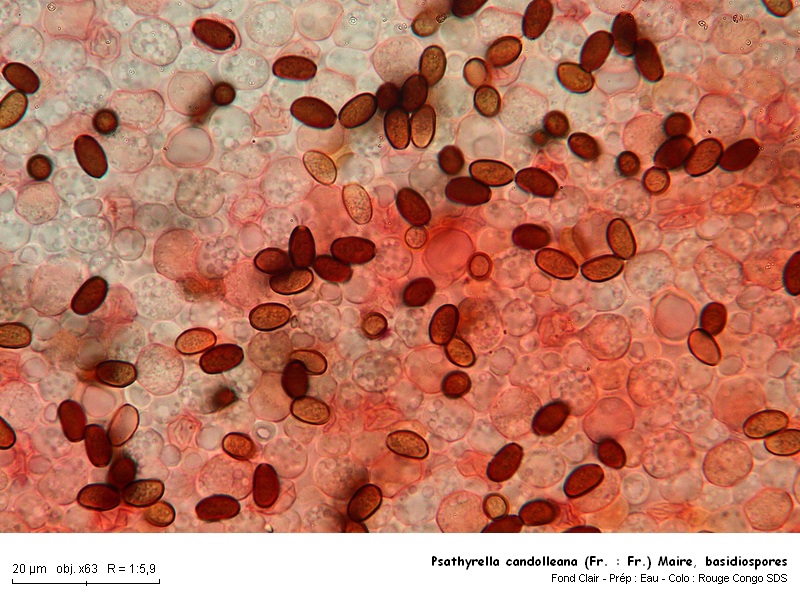 Psathyrella candolleana (Fr. : Fr.) Maire #16665