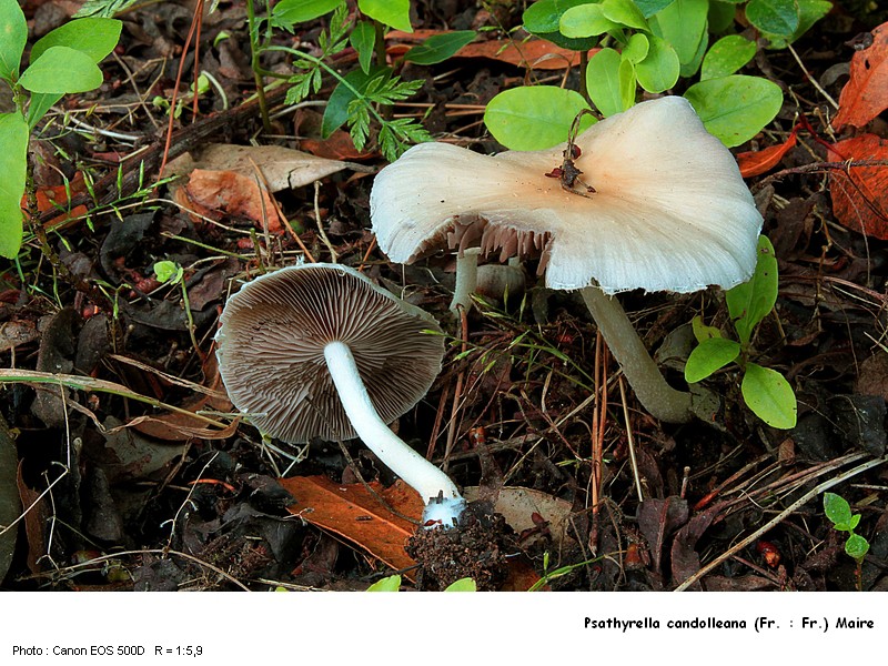 Psathyrella candolleana (Fr. : Fr.) Maire #16663