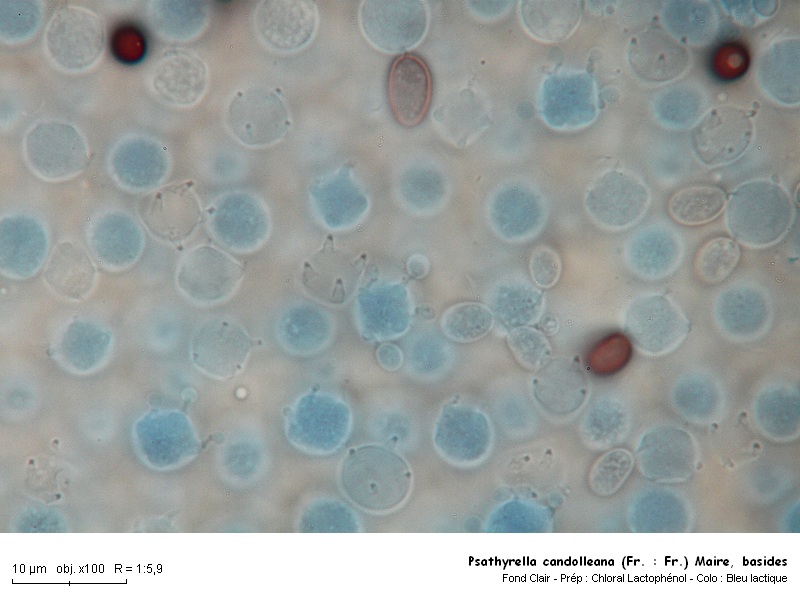 Psathyrella candolleana (Fr. : Fr.) Maire #16664