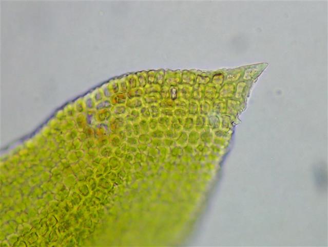 Pseudanomodon attenuatus (Hedw.) Ignatov & Fedosov #61865