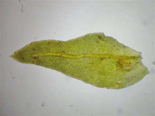 Pseudanomodon attenuatus (Hedw.) Ignatov & Fedosov #61864