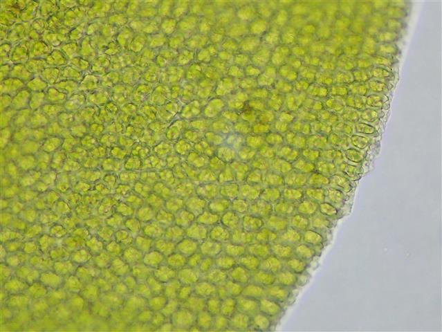Pseudanomodon attenuatus (Hedw.) Ignatov & Fedosov #61866