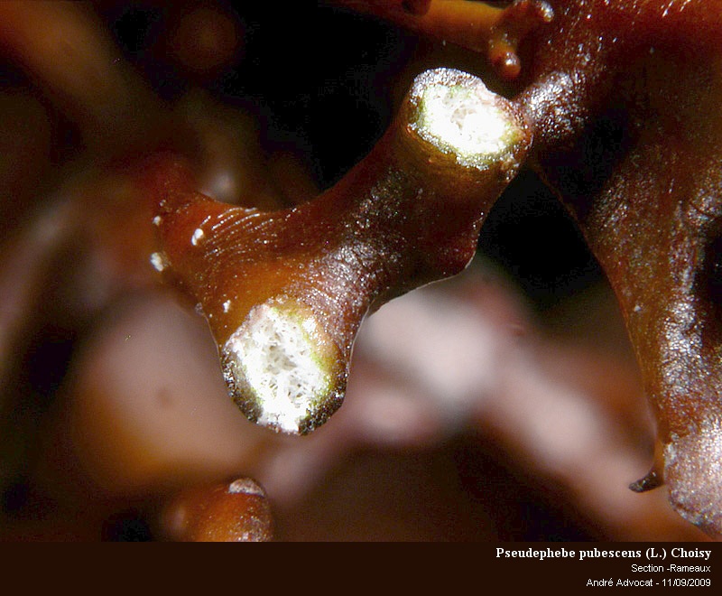 Pseudephebe pubescens (L.) Choisy #12409