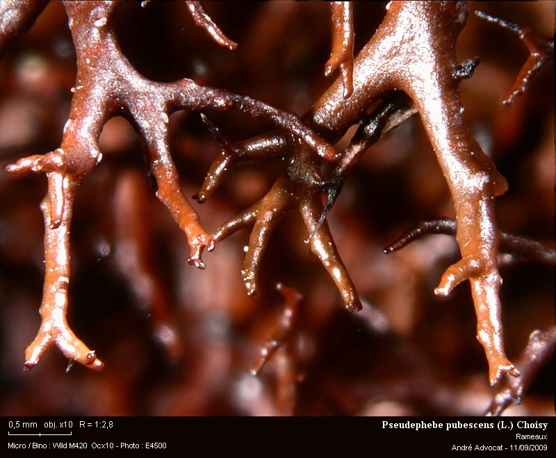 Pseudephebe pubescens (L.) Choisy #12408