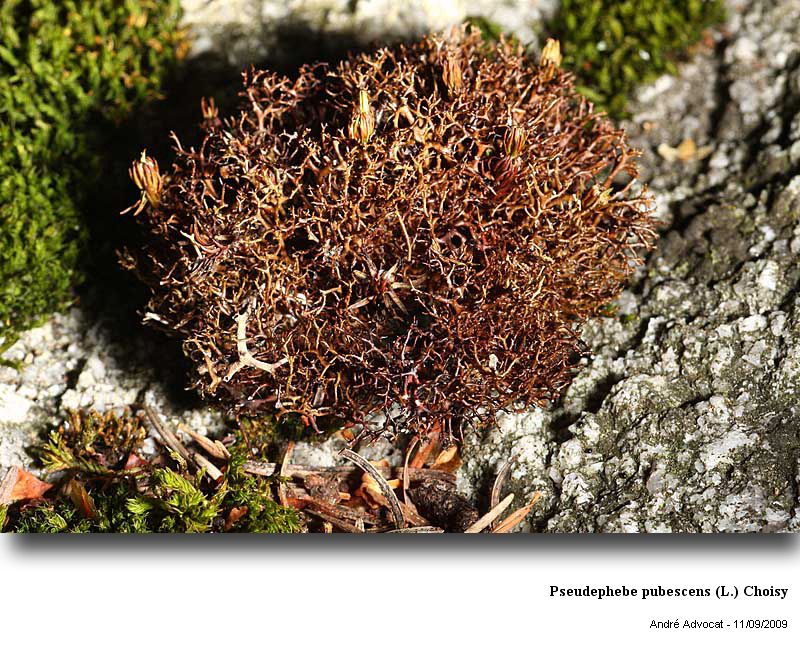 Pseudephebe pubescens (L.) Choisy #12407
