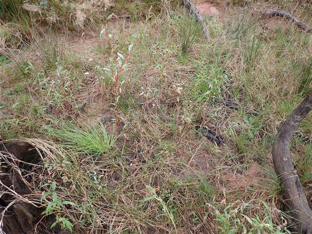Pseudephemerum nitidum (Hedw.) Loeske #65846