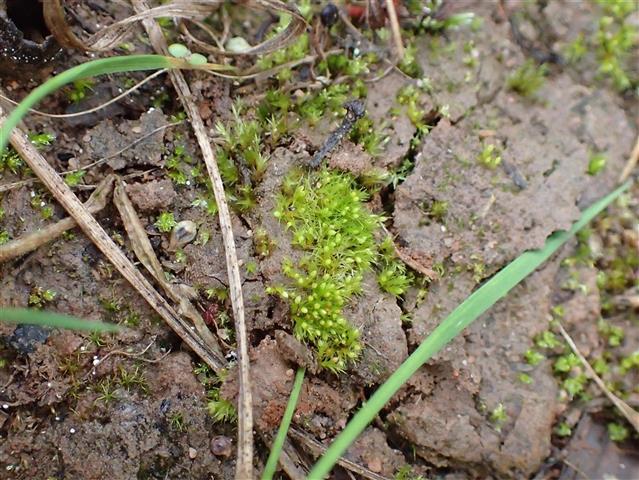 Pseudephemerum nitidum (Hedw.) Loeske #65847
