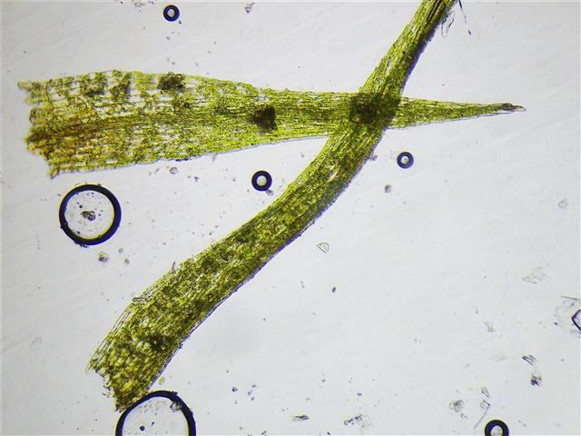 Pseudephemerum nitidum (Hedw.) Loeske #65850