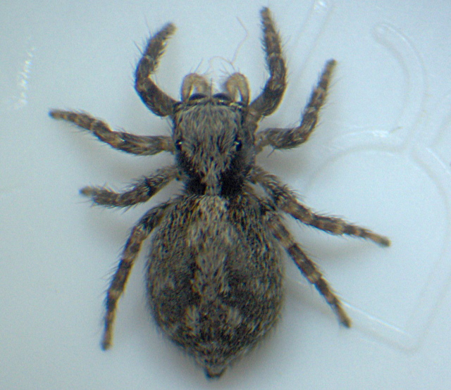 Pseudeuophrys lanigera - Salticidae - Araignée saltique #3746