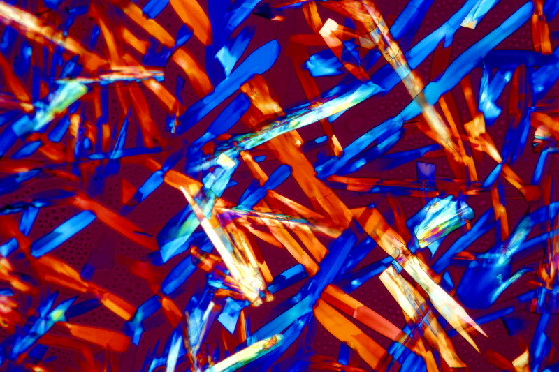 Pseudevernia furfuracea sublimation des cristaux #32546