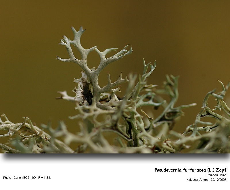 Pseudevernia furfuracea (L.) Zopf #1615