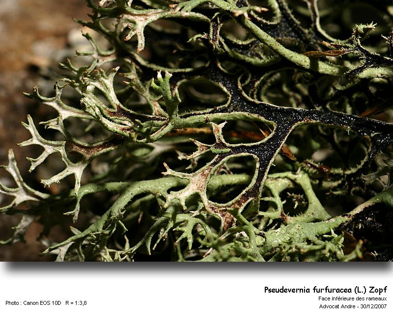 Pseudevernia furfuracea (L.) Zopf #1616