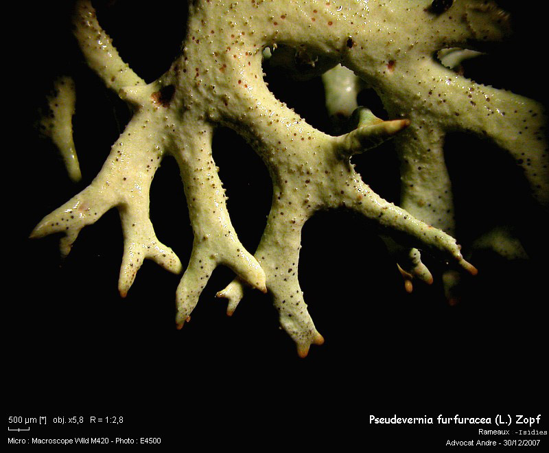 Pseudevernia furfuracea (L.) Zopf #1618