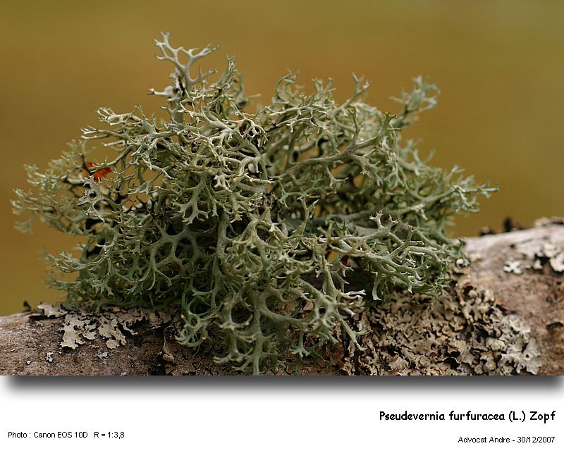 Pseudevernia furfuracea (L.) Zopf #1614