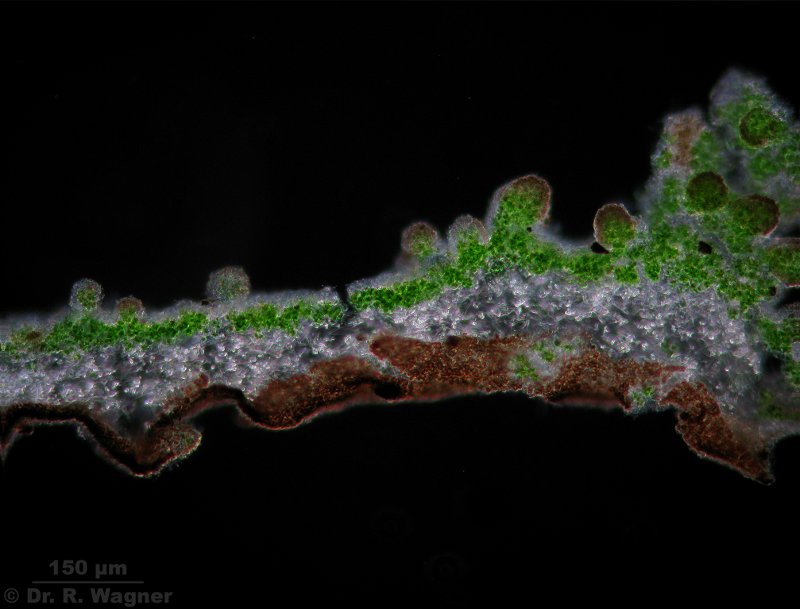 Pseudevernia furfuracea #7181