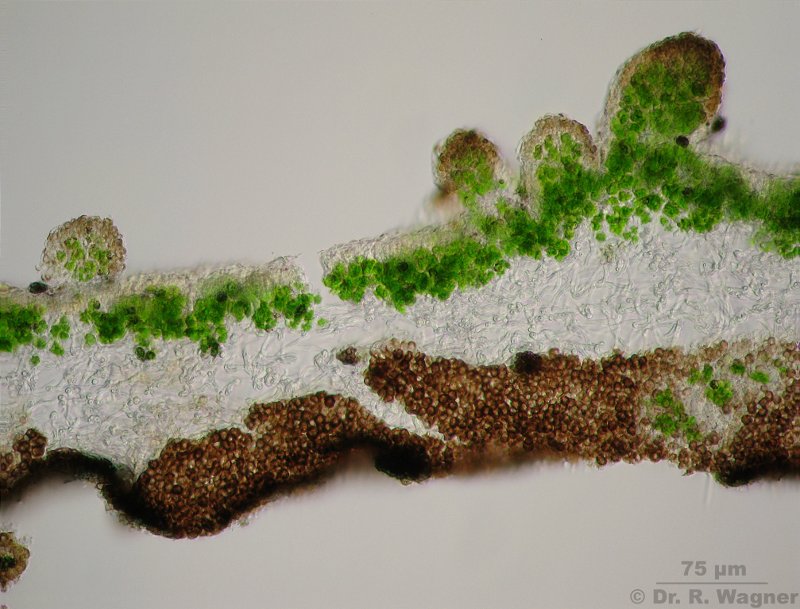 Pseudevernia furfuracea #7180