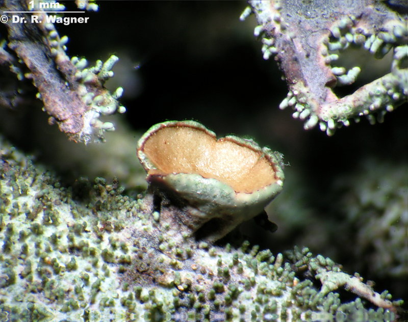 Pseudevernia furfuracea #7179