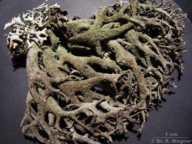 Pseudevernia furfuracea #7177