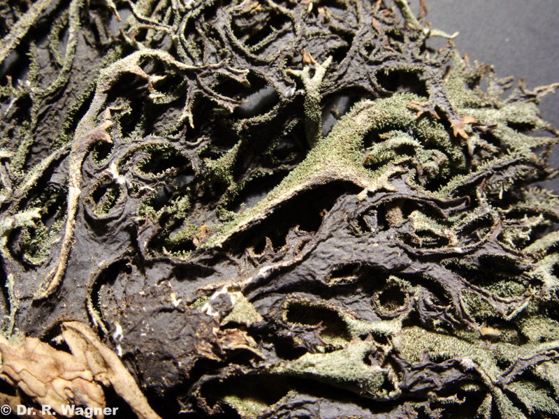 Pseudevernia furfuracea #7178