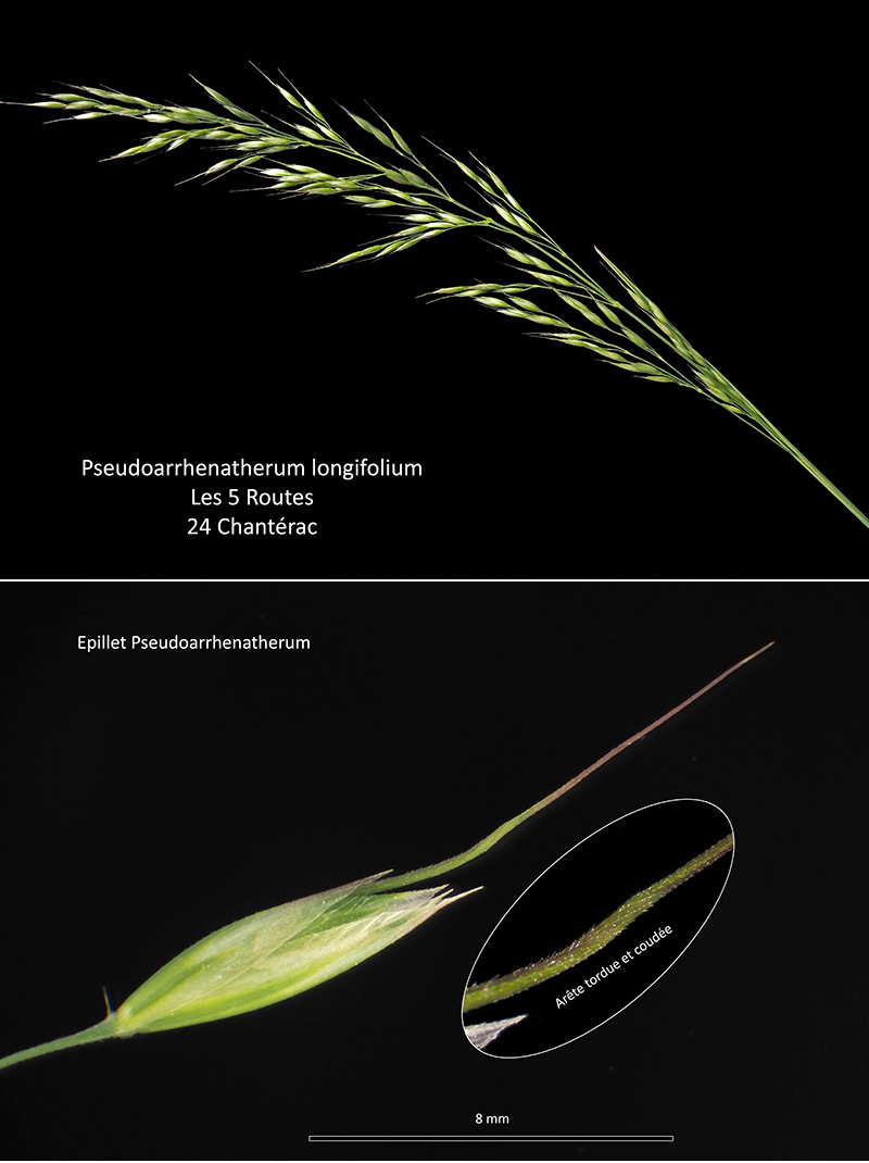 Pseudoarrhenatherum longifolium (Thore) Rouy-Avoine de Thore #75526