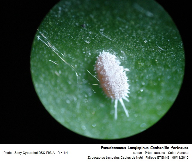 Pseudococcus Longispinus. Cochenille farineuse #18923