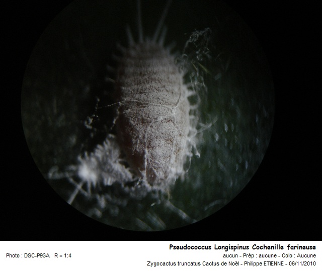 Pseudococcus Longispinus. Cochenille farineuse #18924
