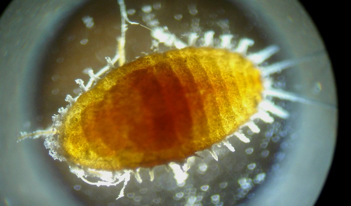 Pseudococcus Longispinus. Cochenille farineuse #18925