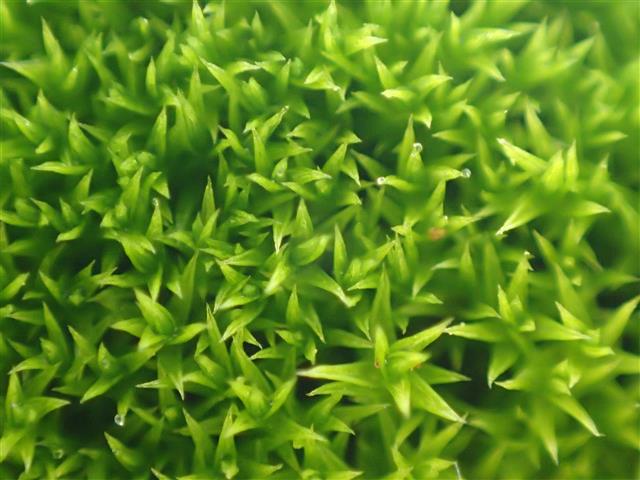 Pseudocrossidium hornschuchianum (Schultz) R.H.Zander #62419