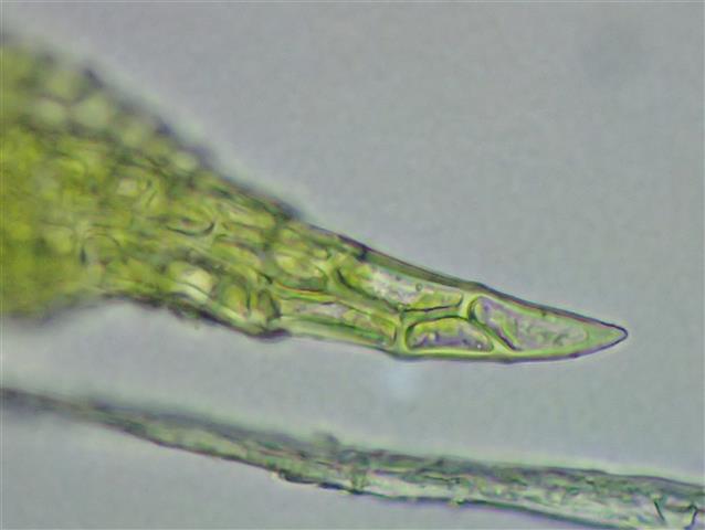 Pseudocrossidium hornschuchianum (Schultz) R.H.Zander #62422