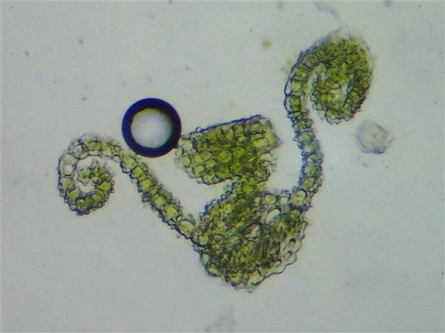 Pseudocrossidium hornschuchianum (Schultz) R.H.Zander #62424