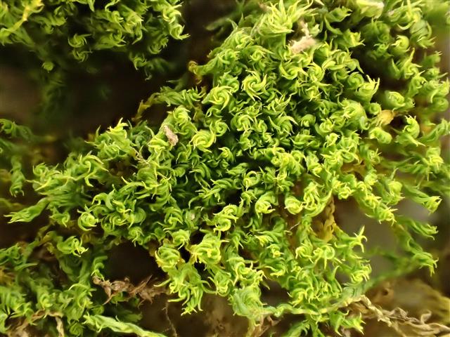 Pseudocrossidium hornschuchianum (Schultz) R.H.Zander #62420
