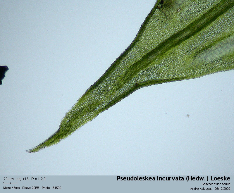 Pseudoleskea incurvata (Hedw.) Loeske #13874