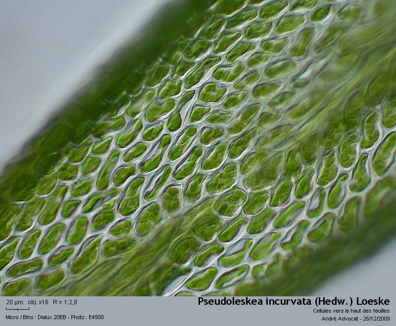 Pseudoleskea incurvata (Hedw.) Loeske #13877