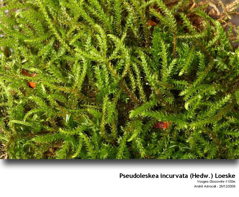 Pseudoleskea incurvata (Hedw.) Loeske #13870