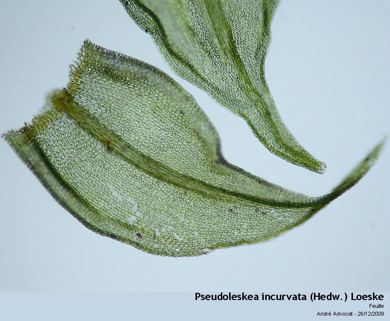 Pseudoleskea incurvata (Hedw.) Loeske #13873