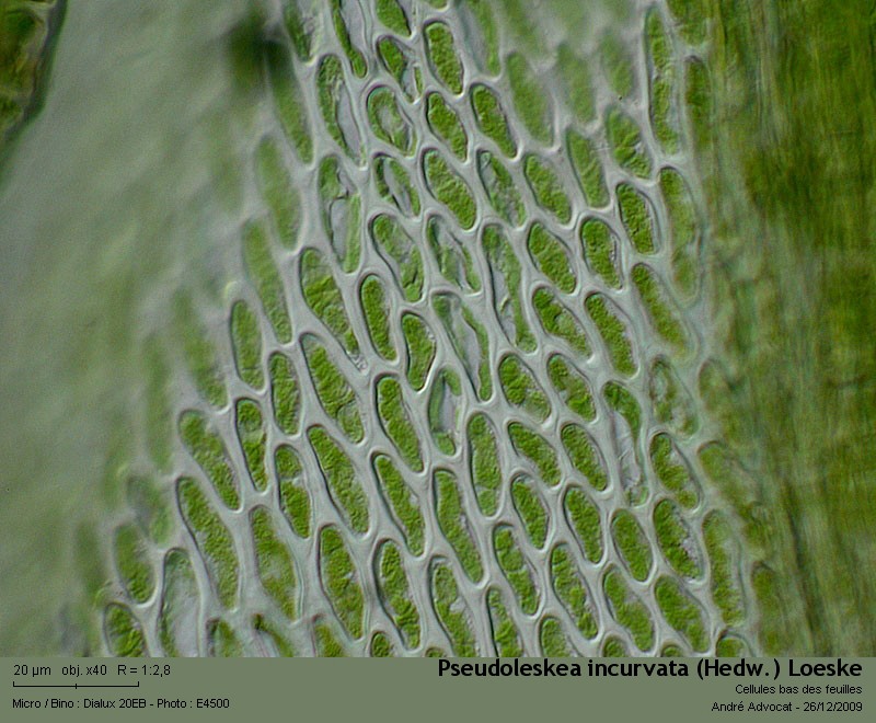 Pseudoleskea incurvata (Hedw.) Loeske #13876