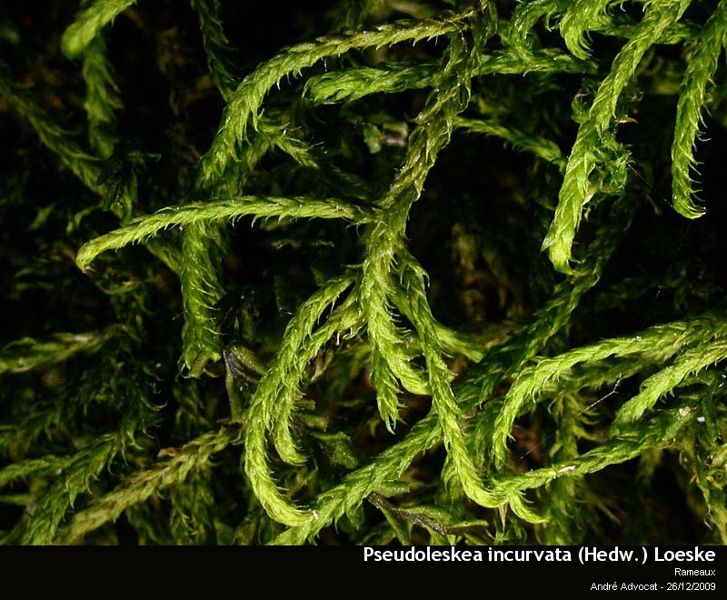 Pseudoleskea incurvata (Hedw.) Loeske #13871