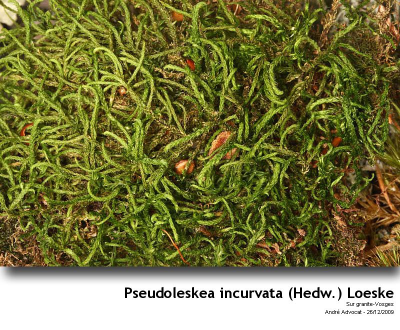 Pseudoleskea incurvata (Hedw.) Loeske #13869