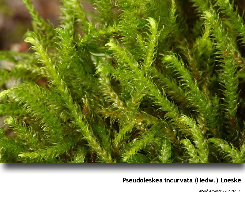 Pseudoleskea incurvata (Hedw.) Loeske #13872