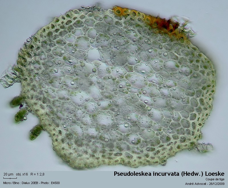 Pseudoleskea incurvata (Hedw.) Loeske #13879
